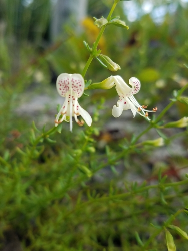 Image of Dicerandra christmanii by (c) Scott Ward, some rights reserved (CC BY)