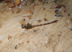 Burmagomphus arthuri