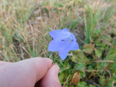 Campanula intercedens