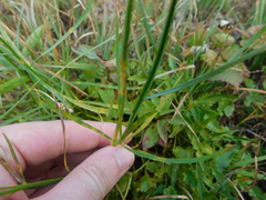 Campanula intercedens