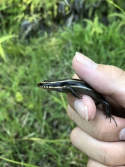 Plestiodon japonicus