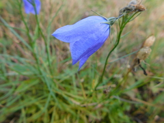 Campanula intercedens