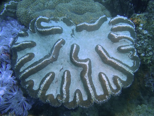Lobophyllia valenciennesii
