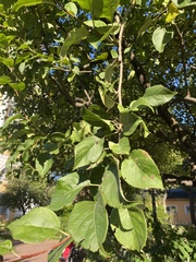 Malus prunifolia