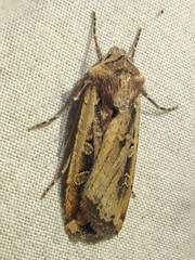 Euxoa ochrogaster