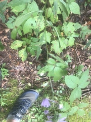 Symphyotrichum retroflexum