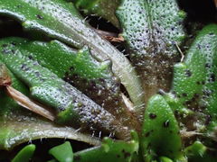Plantago triandra