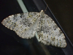 Entephria