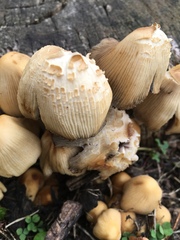 Coprinellus micaceus