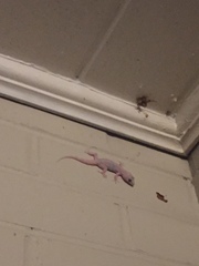 Hemidactylus turcicus