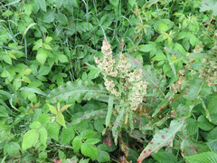 Rumex crispus fauriei
