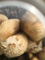 Coprinellus micaceus