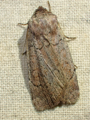Protolampra rufipectus