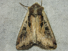 Euxoa ochrogaster