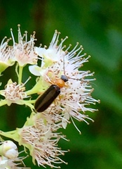 Rhagonycha