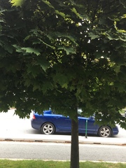 Acer
