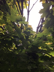 Acer