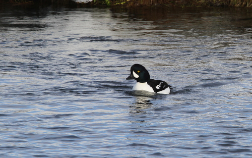 Porrón islándico (Bucephala islandica)