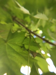 Acer