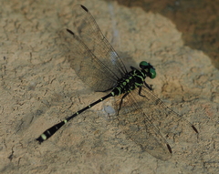 Burmagomphus vermicularis