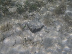 Ogcocephalus nasutus