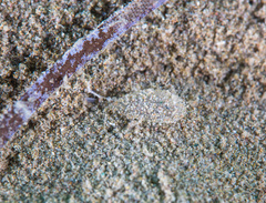 Cephalaspidea