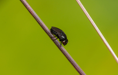 Discomyza