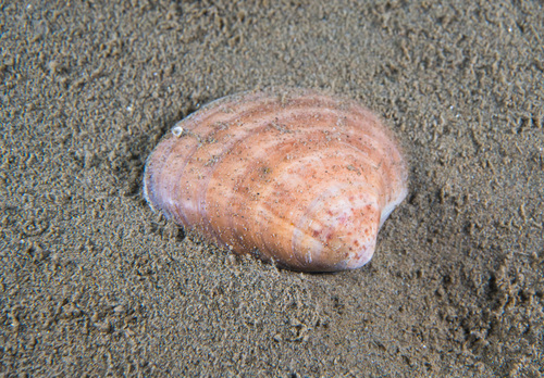 Smooth Clam