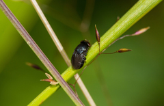 Discomyza