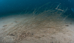 Aglaophenia elongata