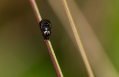Discomyza