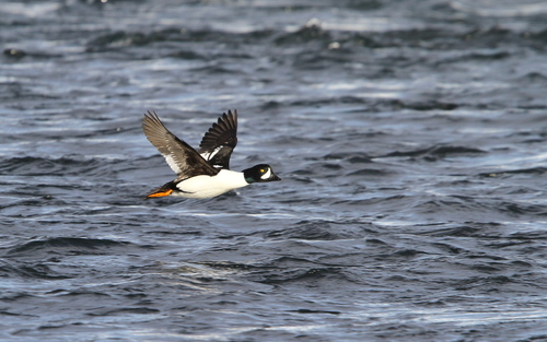 Porrón islándico (Bucephala islandica)