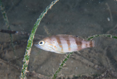 Serranus hepatus