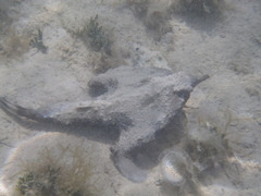 Ogcocephalus nasutus