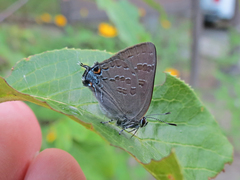 Satyrium caryaevorus