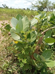 Calotropis procera