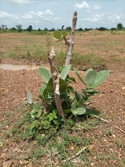 Calotropis procera