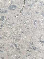 Gambusia affinis