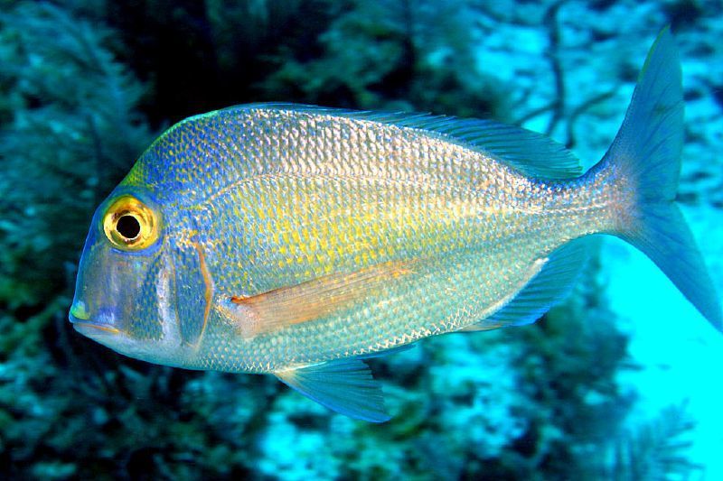 Knobbed Porgy
