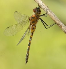 Dorocordulia lepida