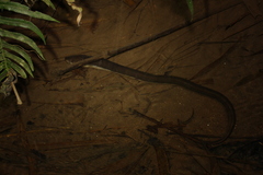 Synbranchus marmoratus