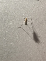 Culex pipiens