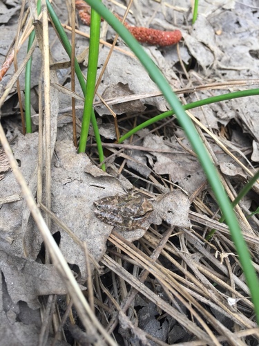 iNaturalist observation photo of Pacific chorus frog