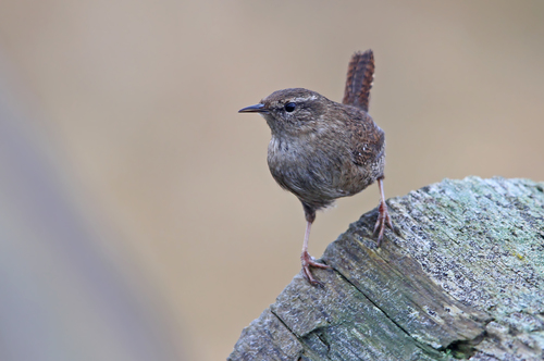 Eurasian Wren (Iceland)