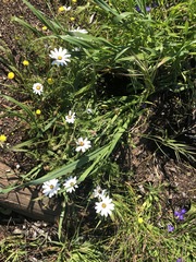 Dimorphotheca pluvialis