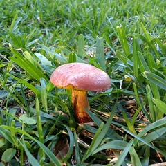 Pulchroboletus rubricitrinus image