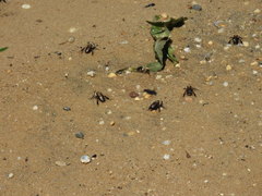 Ptilothrix bombiformis