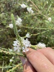 Oenothera glaucifolia
