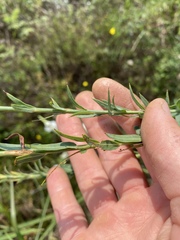 Oenothera glaucifolia