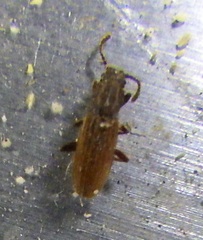 Oryzaephilus surinamensis